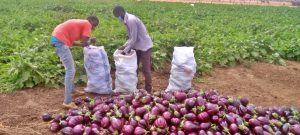 Banniere GMM AGRO V2 (1)